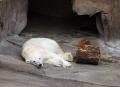 IMG_8641 polar bear lying down